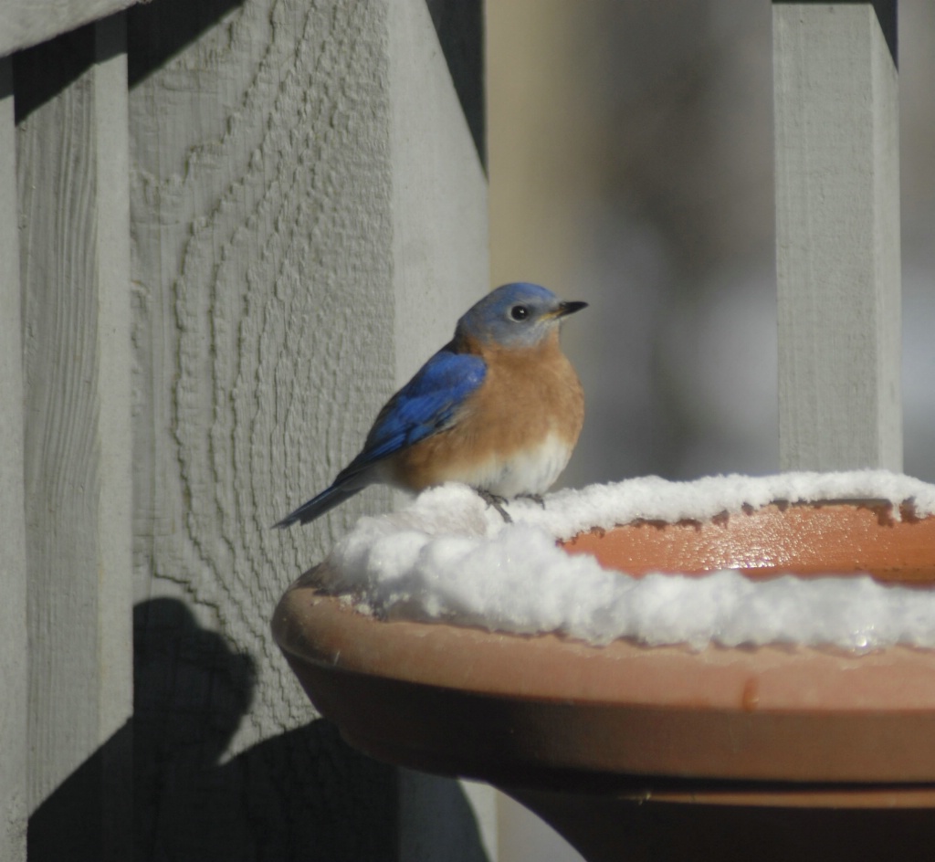 Backyard bluebird