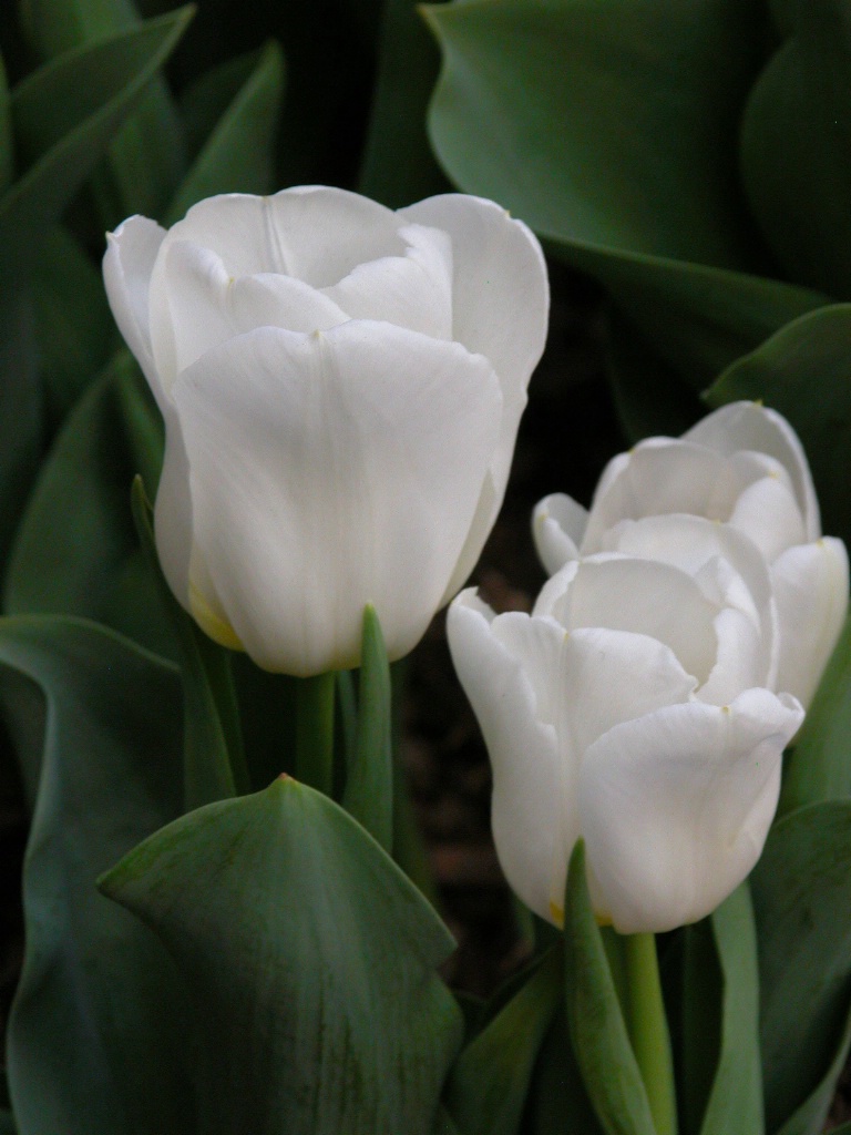 Tulip trio