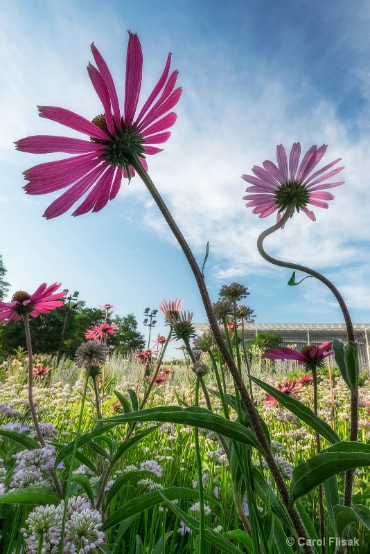 Coneflowers Kiss the Sky