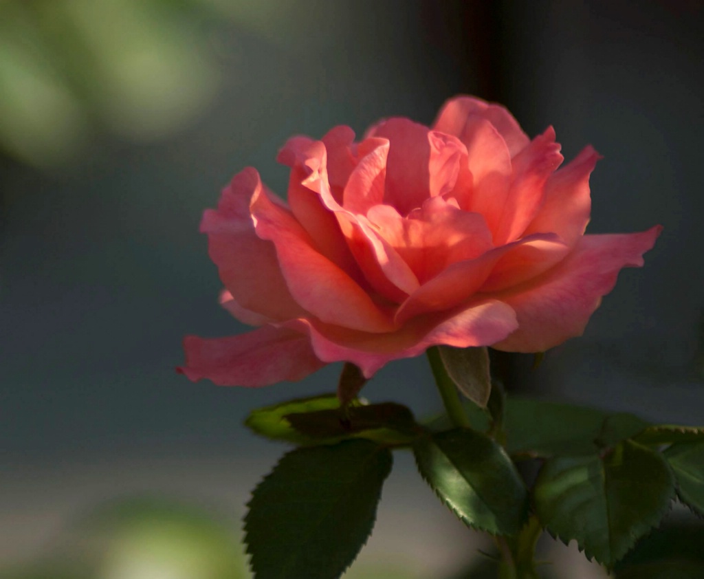 Floribunda Rose: Orange