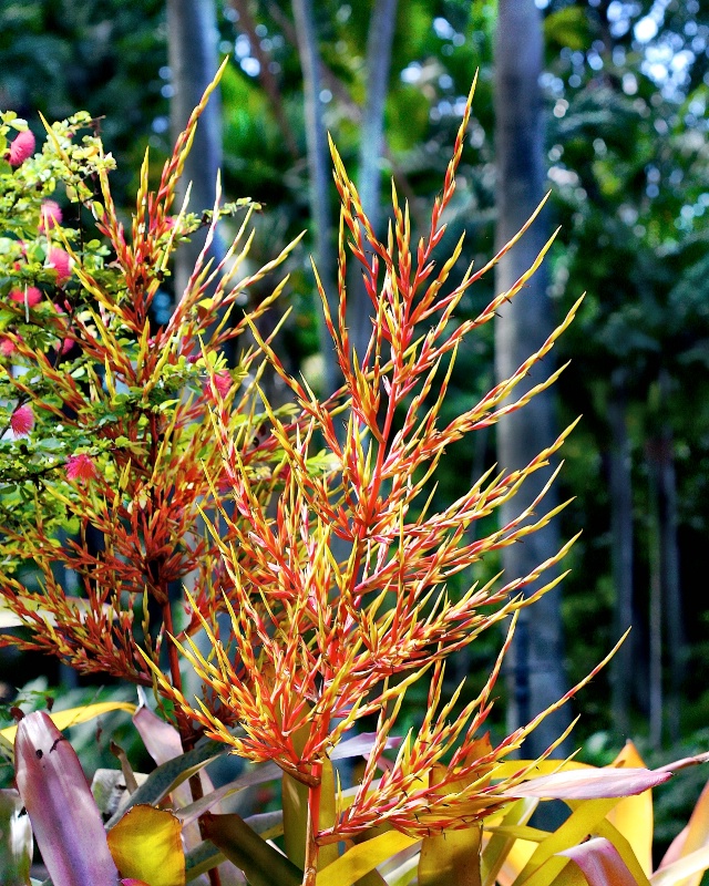 Foster Botanical Garden, Honolulu, Hawaii