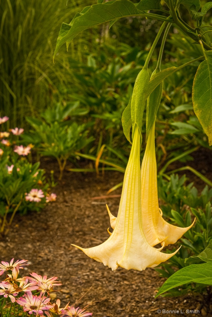 Angel Trumpets 1 of 1