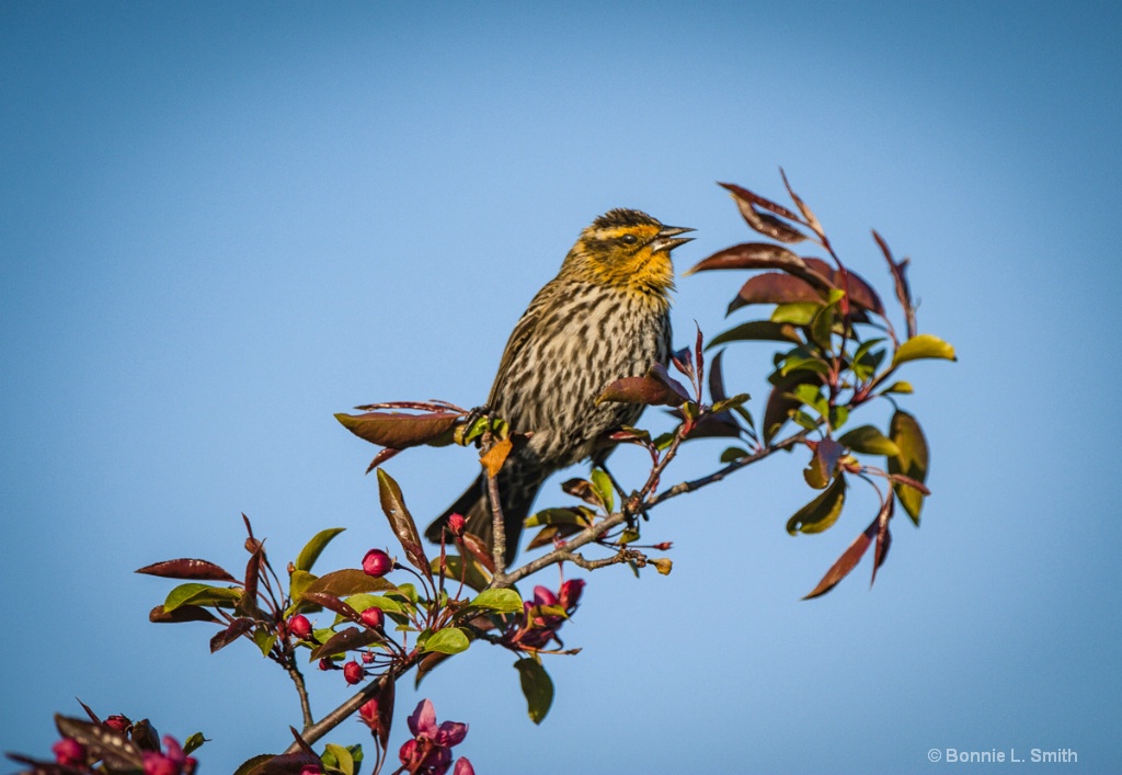 Pine Siskin 1 of 1