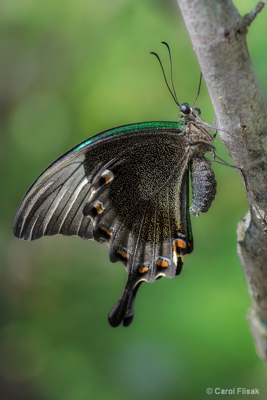 Banded Peacock