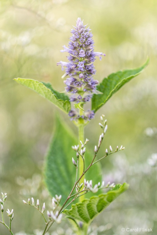 Delicate Beauty