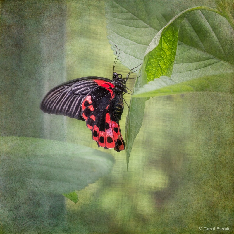 Scarlet Mormon