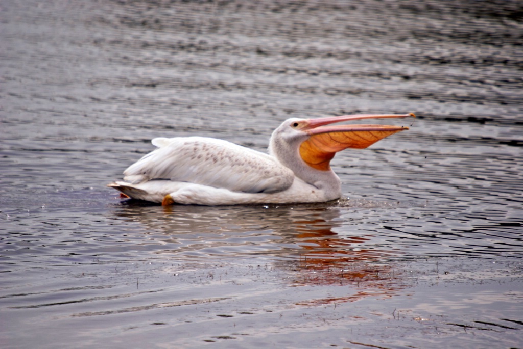 White pelican lunching in back bay