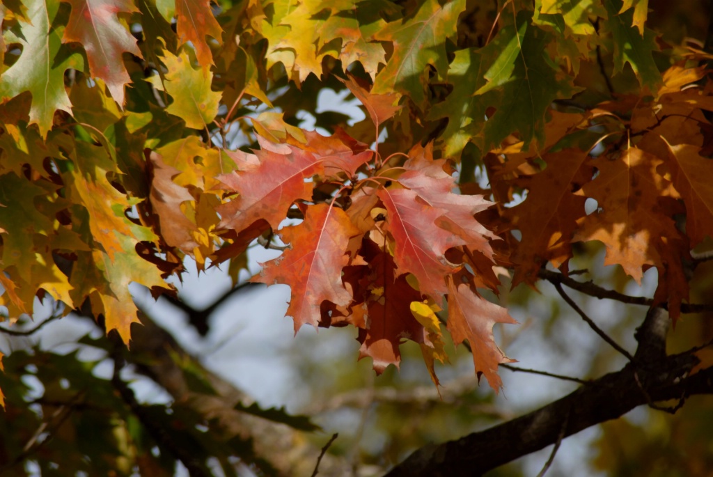 Autumn leaves