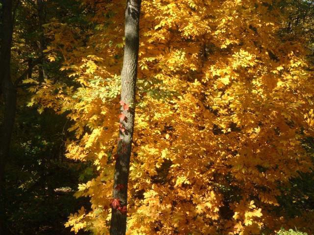 Fall oak leaves