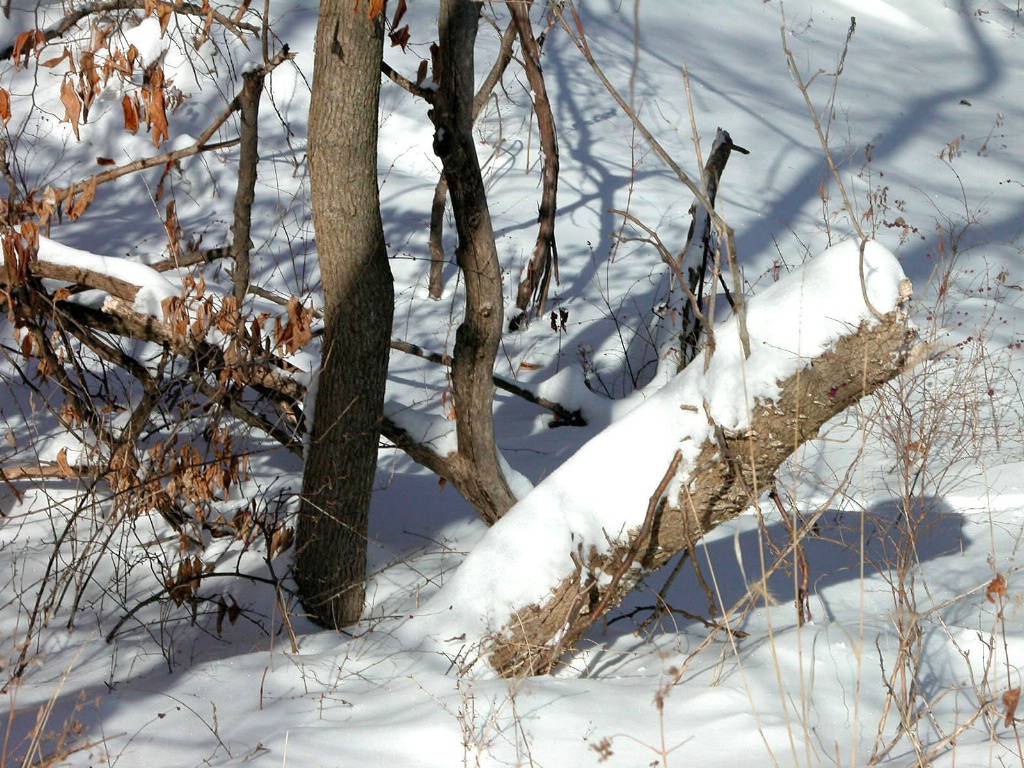 Winter still life