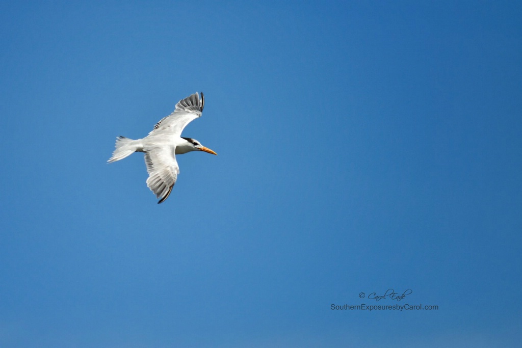 Royal Tern In Flight Over Guana River