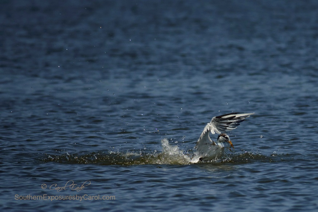 Royal Tern with Fresh Catch