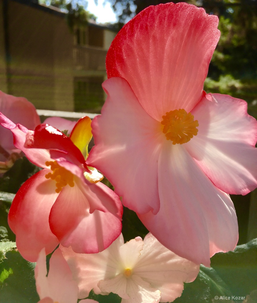 My Ever-Blooming' Begonia