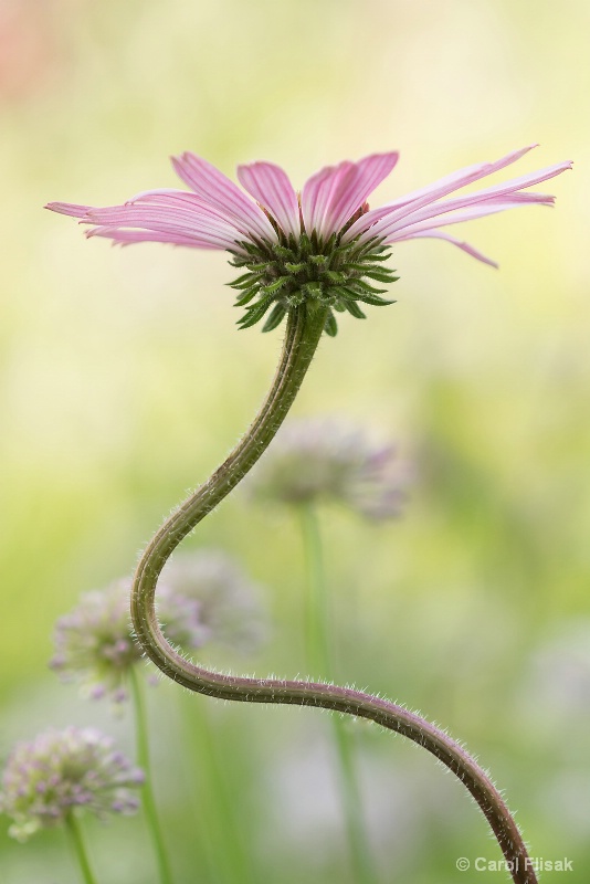 Quirky Coneflower