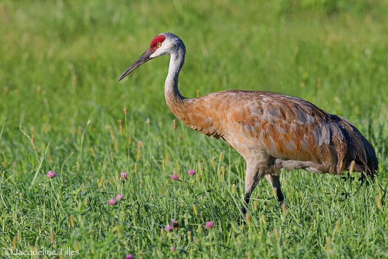 Sandhill Crane