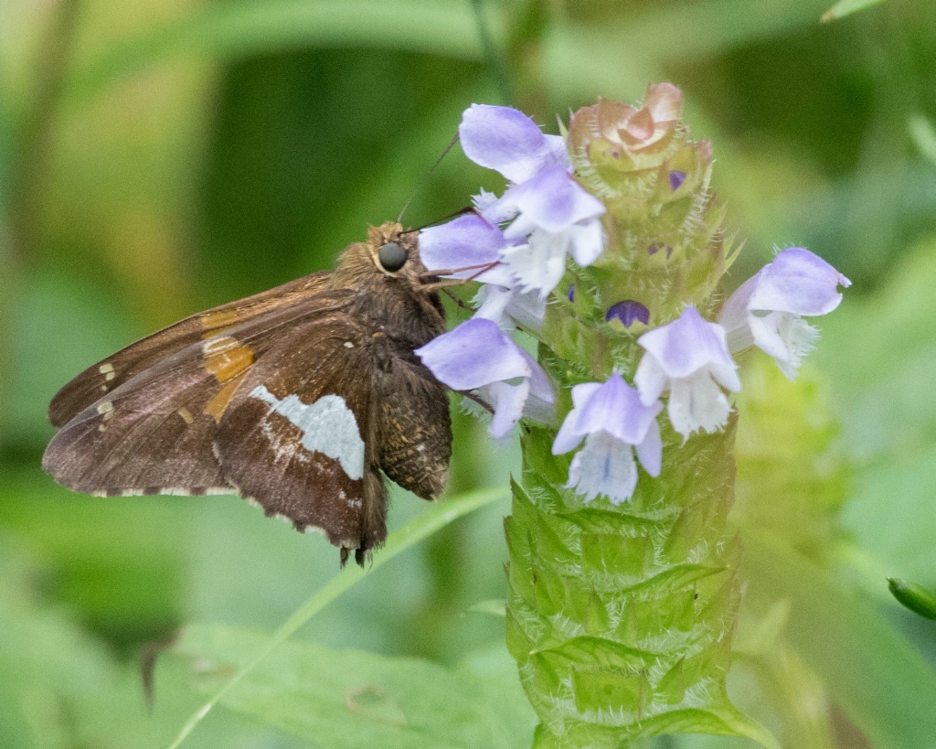 Moth on Flower