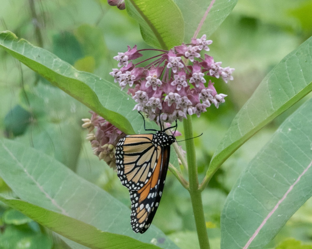 Monarch Butterfly