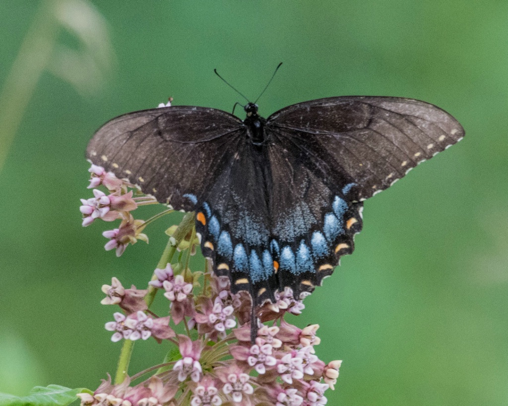 Black Swallowtail