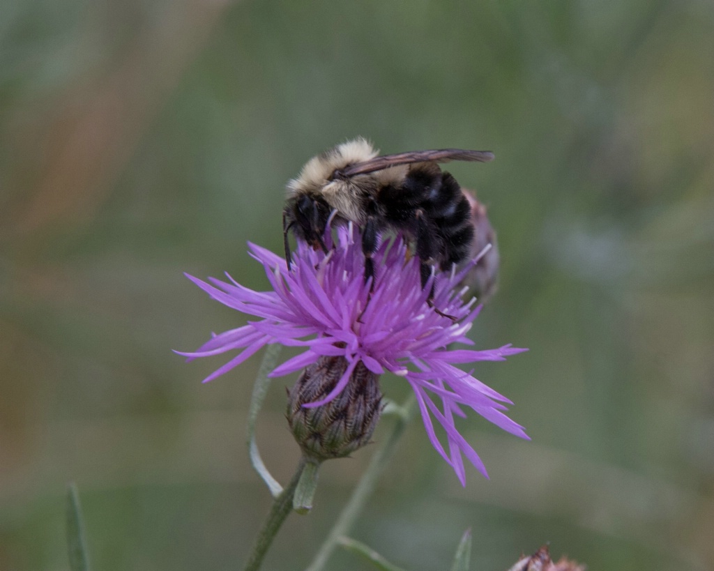 Bee on Flower