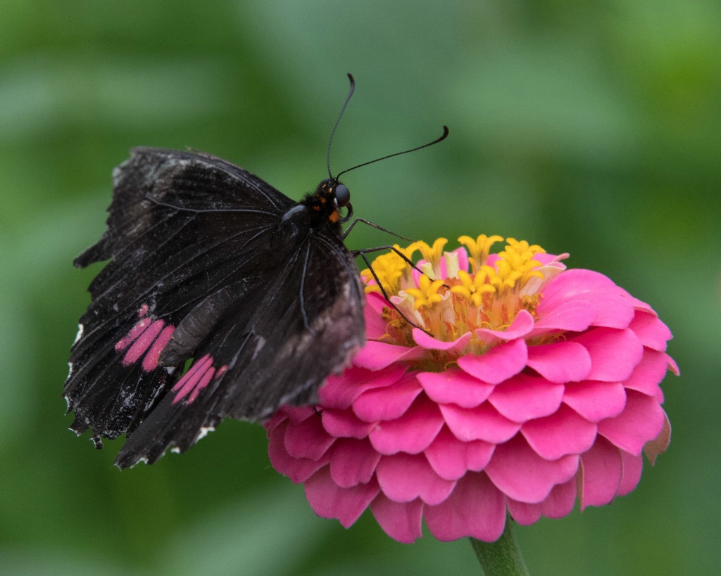 Black and Pink Butterfly on Pink Flower