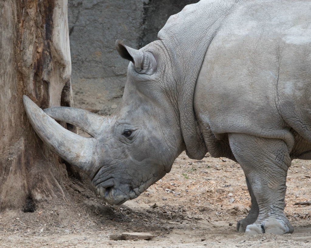 Scratch That Rhino Itch