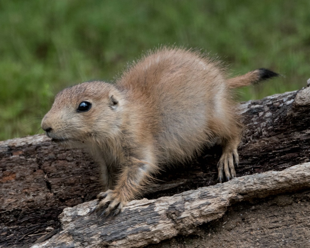 Baby Prairie Dog