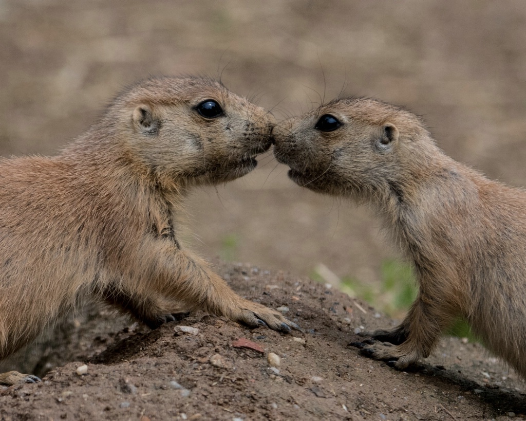 Prairie Dog Love