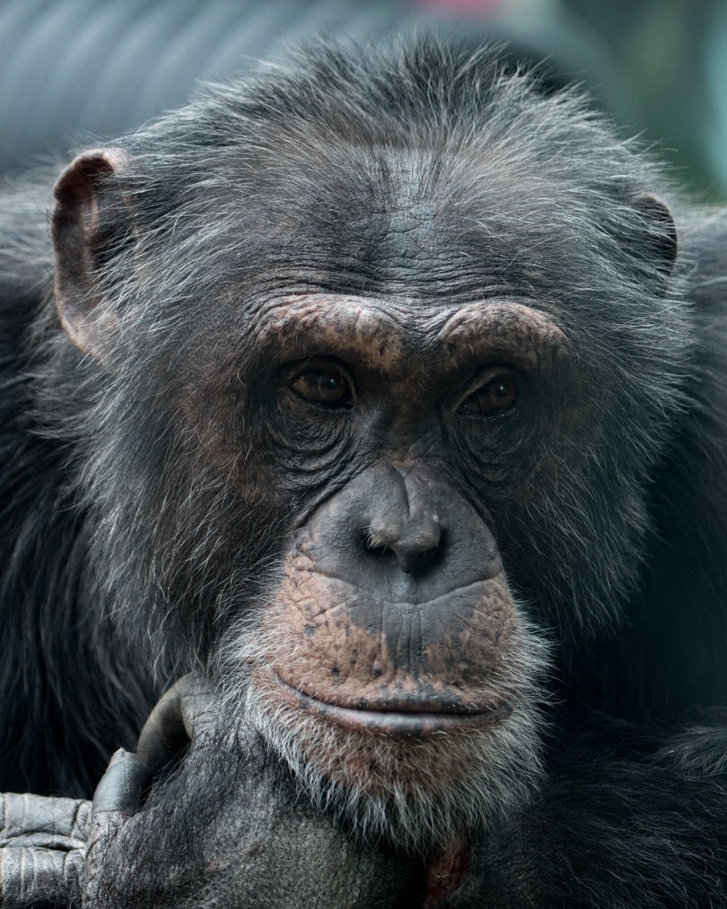 Deep Chimpanzee Thoughts