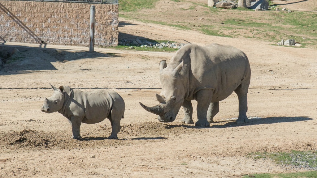 Mama and Baby Rhino