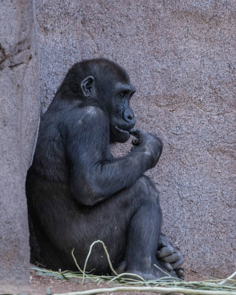 Gorilla Thoughts