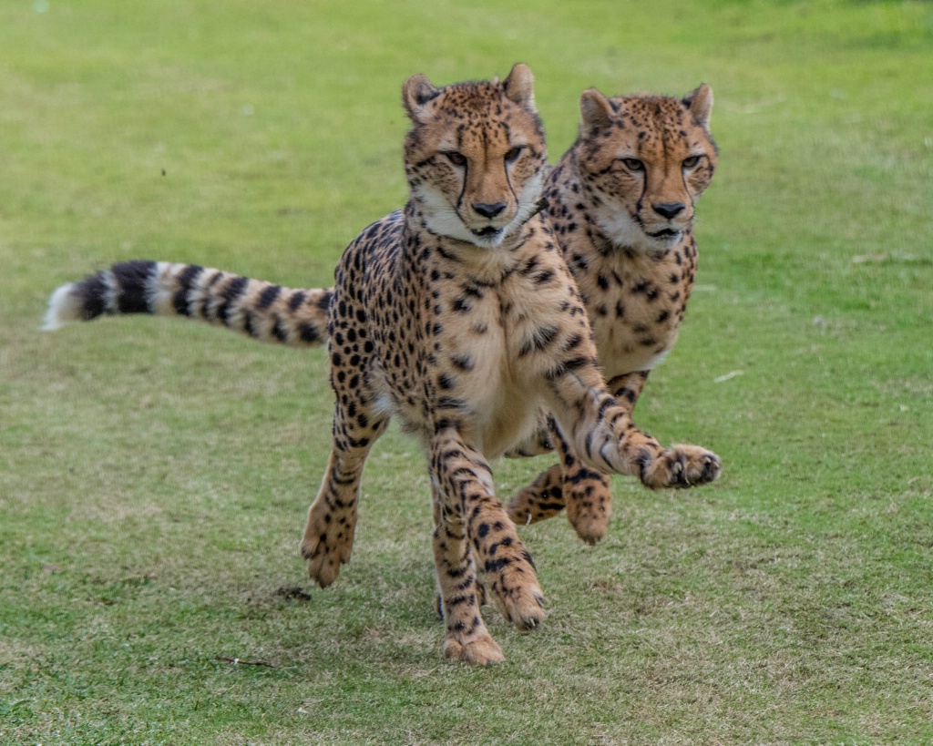 Running Cheetah Brothers