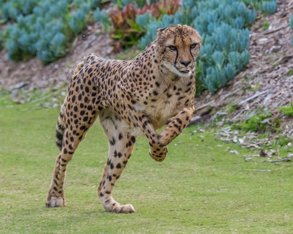 Cheetah Run