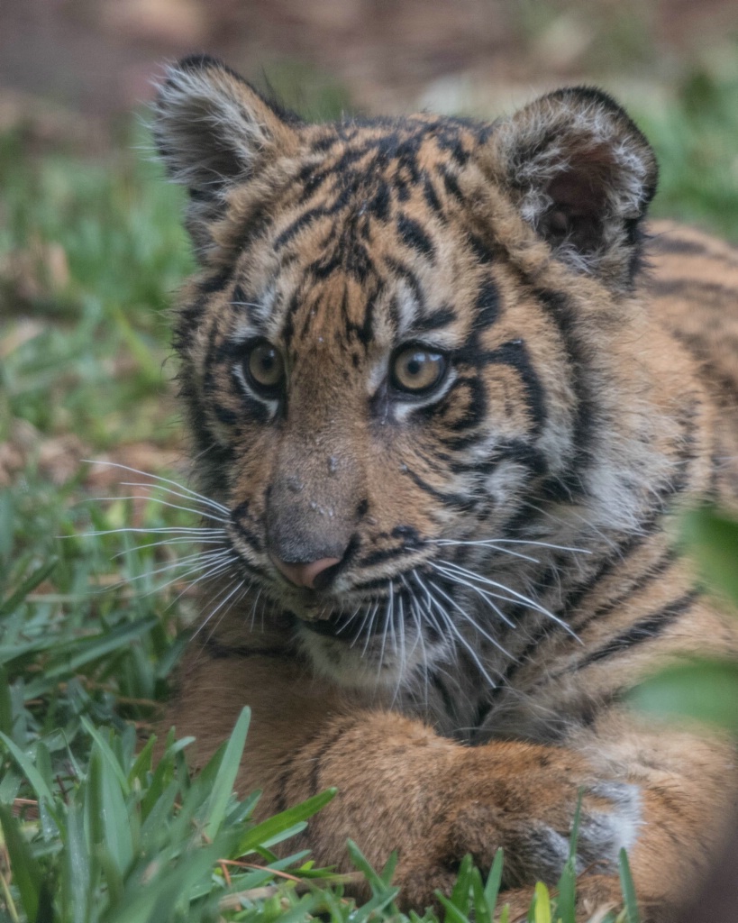 Tiger Cub Close-up