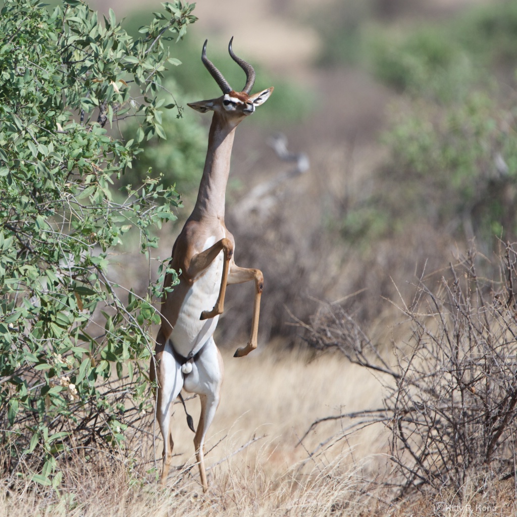 Gerenuk Standing Tall in Samburu