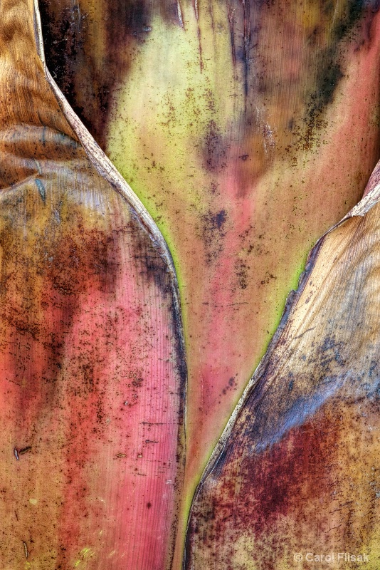 Banana Tree Details