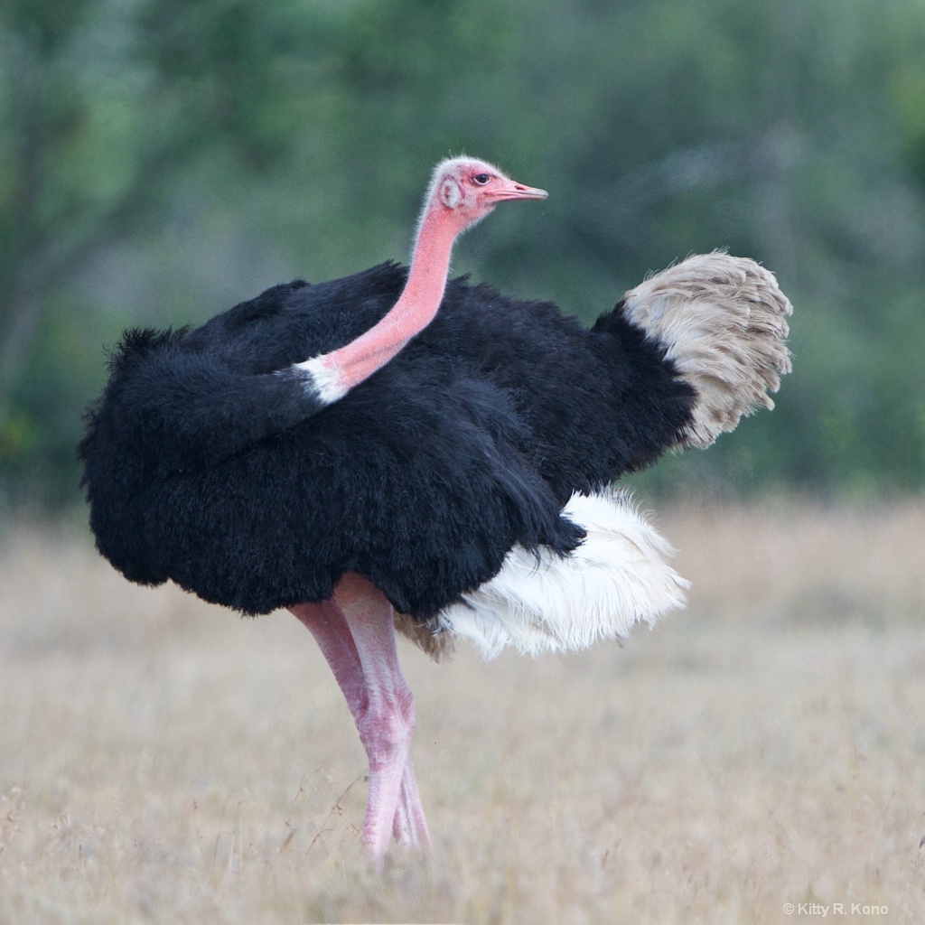 Male Ostrich Ballet Dancer