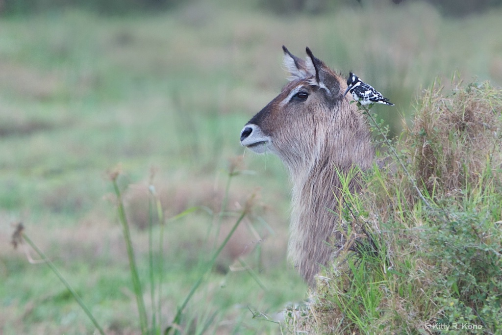 The Waterbuck and the Pied Kingfisher