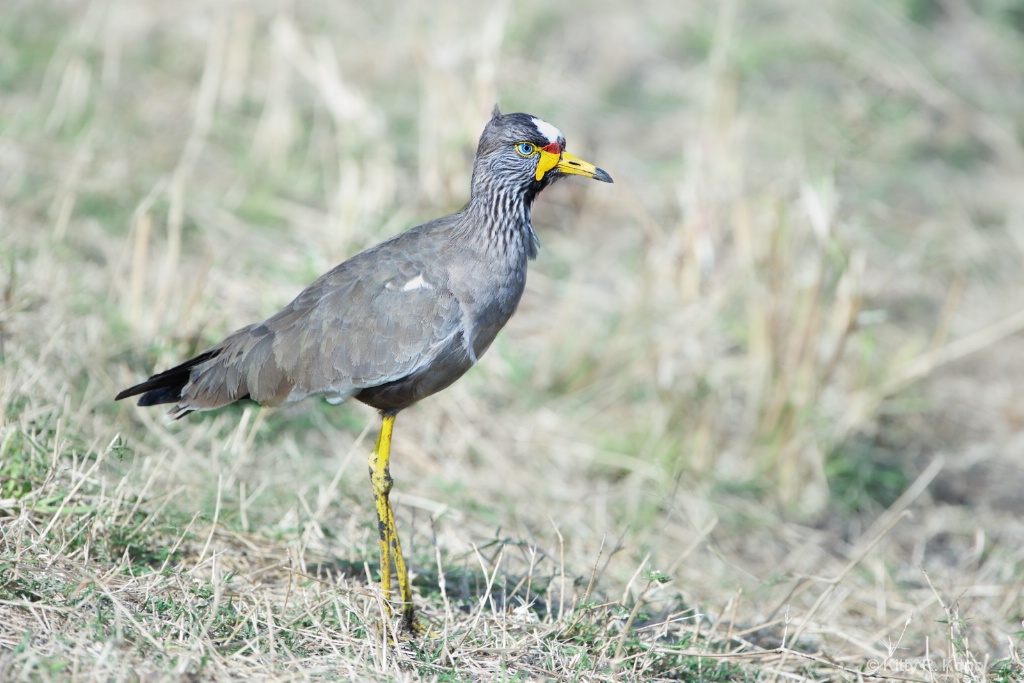 African Wattled Plover Lapwing