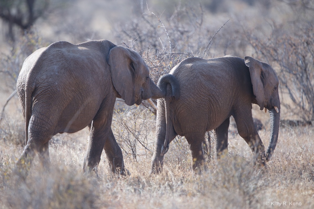 Elephants Moving Each other Along