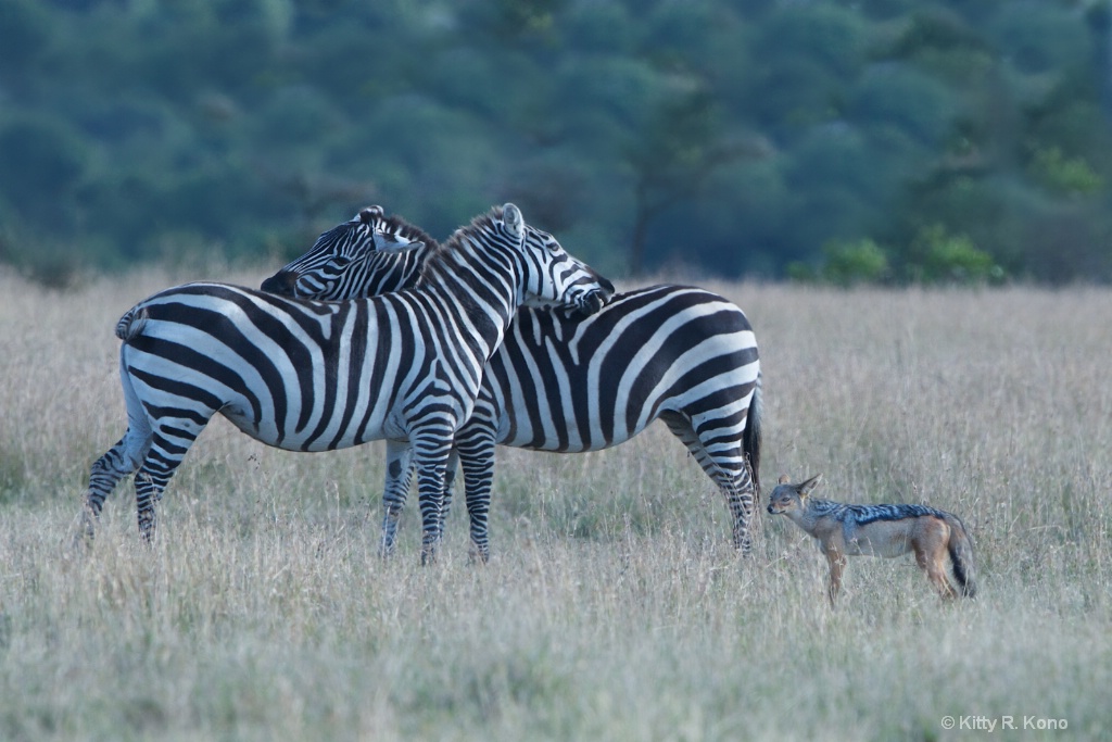 Zebra Back Kissing with Jackal Standing Guard