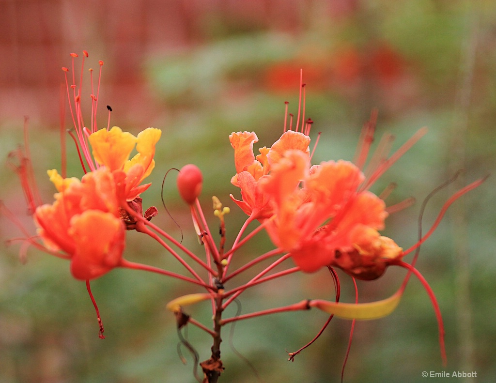 Caesalpinia bloom