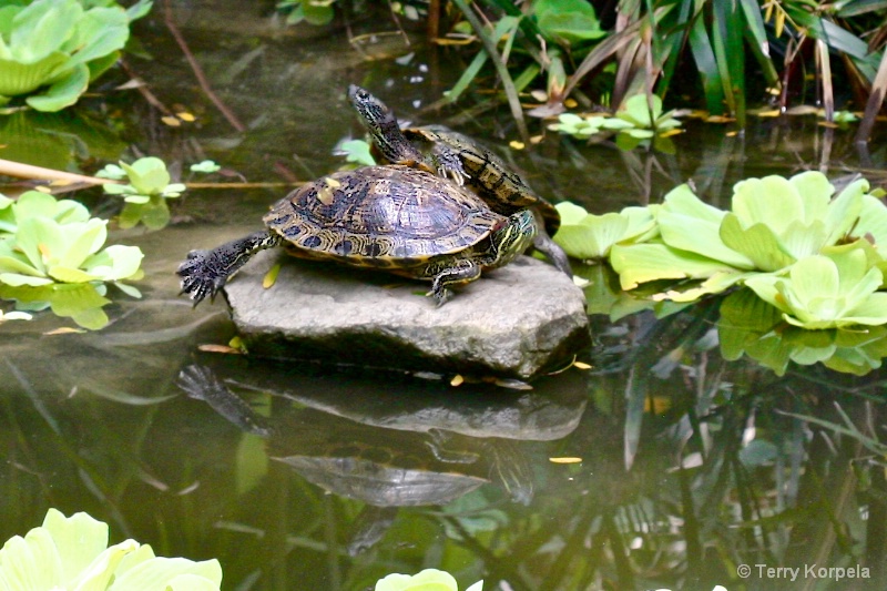 Two Turtles hanging out in a pond in tortola
