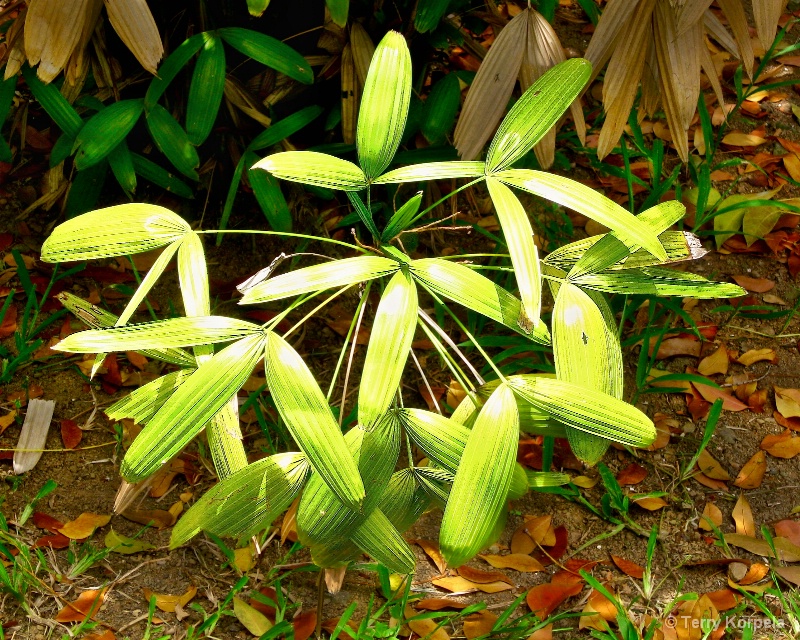 Tortola Botanical Garden