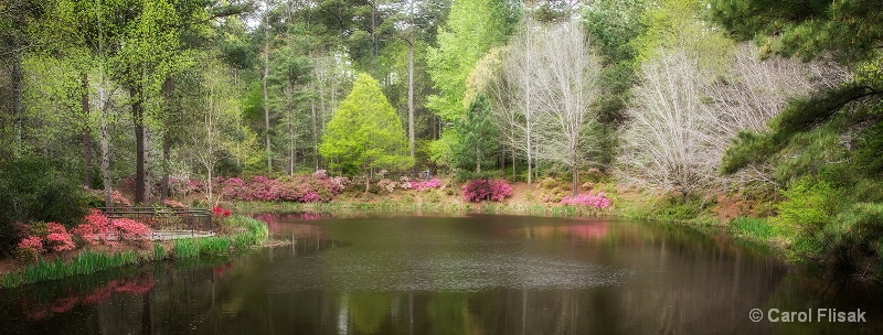 Calloway Garden's Azalea Bowl