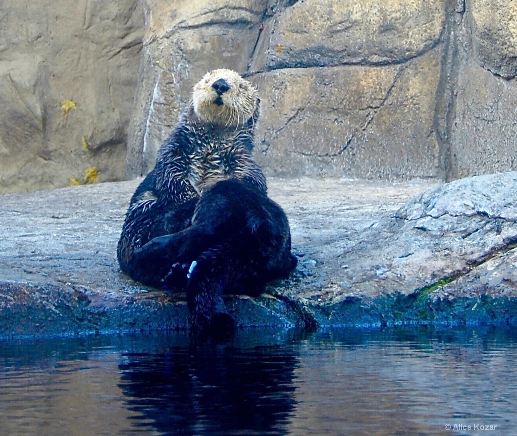 Sea Otter napping at Aquarium