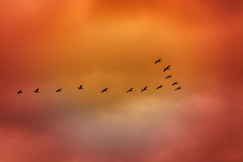 Migration