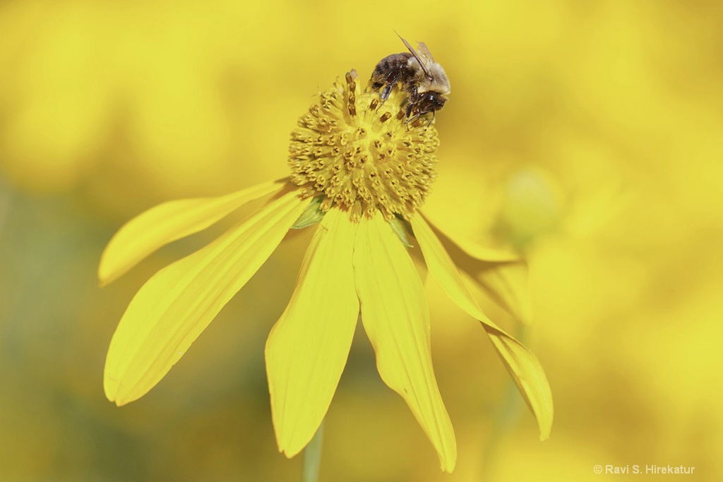 Bumblebee on Jerusalem Artichoke Flower