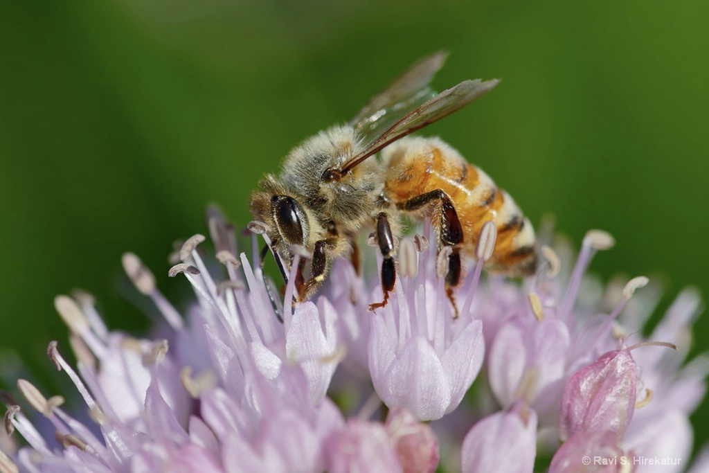 Honeybee on Chives Flower