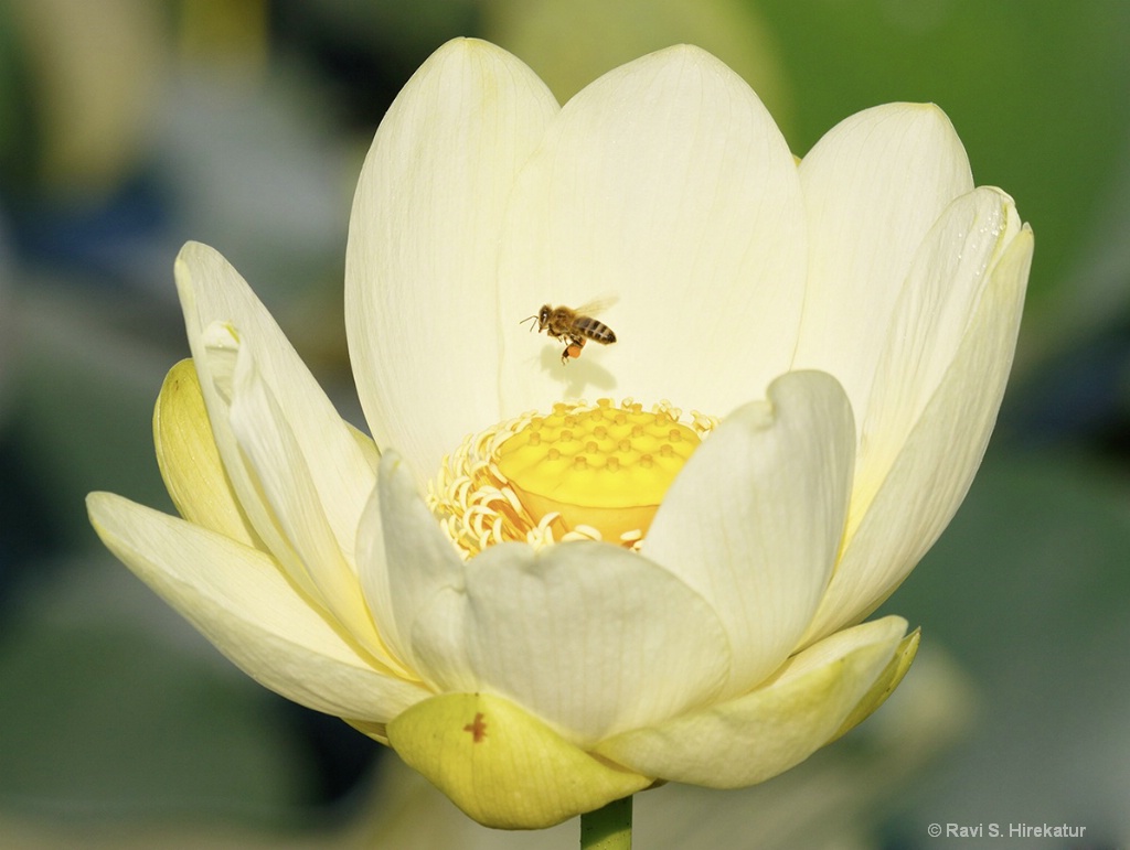 Honey bee on Lotus Flower