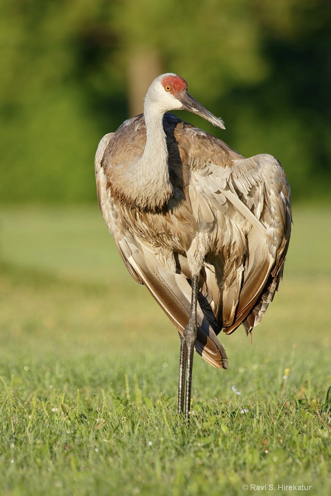 Sandhill Crane preening